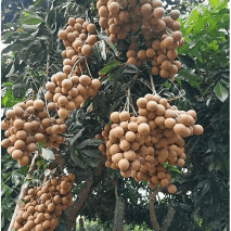 PHÂN BÓN SILIC HÙNG NGỌC VỚI CÂY NHÃN (Dimocarpus longan)